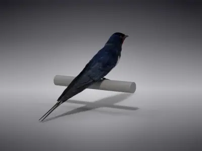 Barn Swallow Animated VFX Grace 3D model