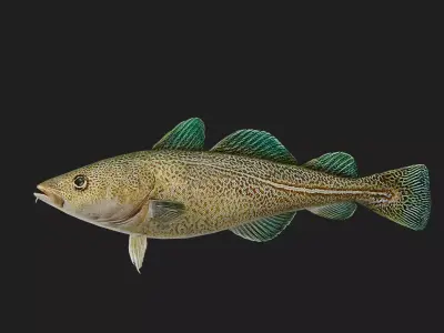 Greenlandcod Low-poly 3D model