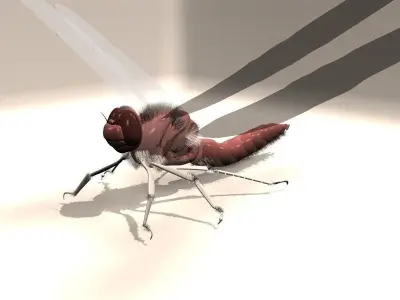 Insect with long tail Low-poly 3D model