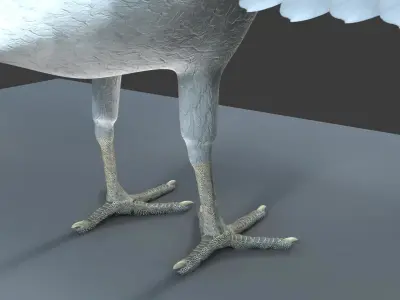White Peacock 3D model