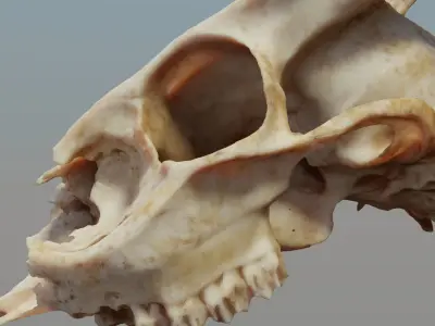 Muntjac Deer Skull 3D model