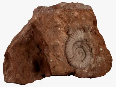 Fossil rock 3D model