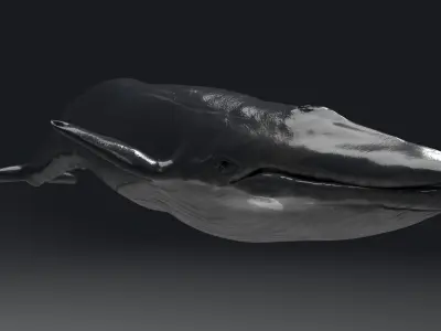 Blue Whale Model 9 Animations uasset unitypackage Low-poly 3D model