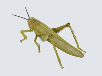 Grasshopper Low-poly 3D model