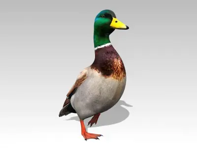 Mallard Duck Low-poly 3D model