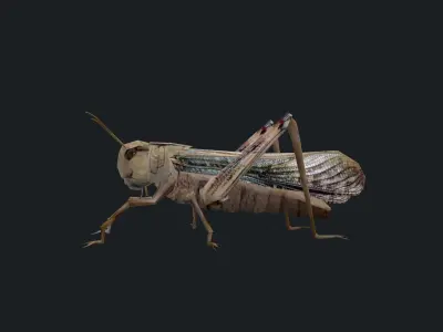 Animated Locust Grasshopper Low-poly 3D model