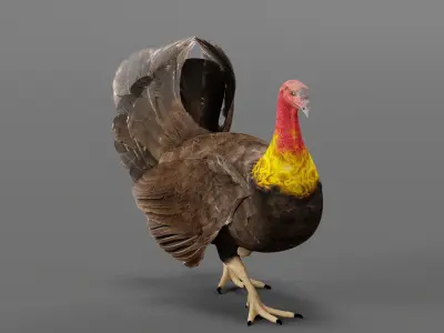 Australian brush turkey bird  Low-poly 3D model