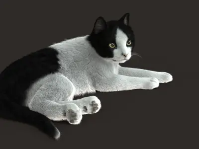 Cat (2) (B&amp;W) (RIG) (FUR) 3D model