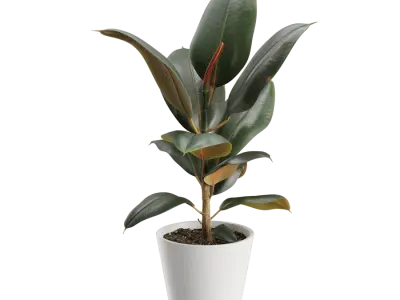  Rubber Plant Model 