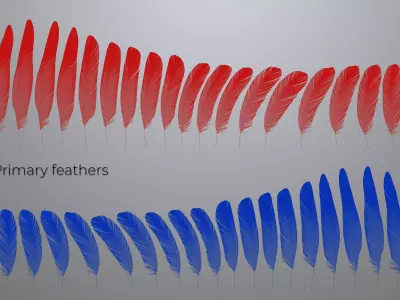 Feathers set for Macaw 3D model