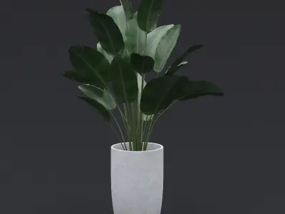 3D Bird Of Paradise II 3D model