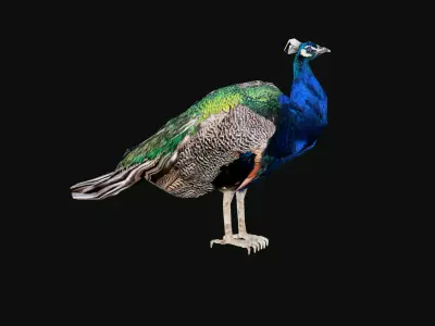 peacock Low-poly 3D model