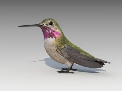 Calliope Hummingbird Low-poly 3D model