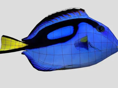 Blue Tang Realistic Animated Low-poly 3D model