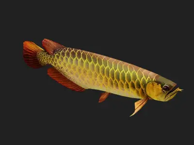 Arowana Low-poly 3D model