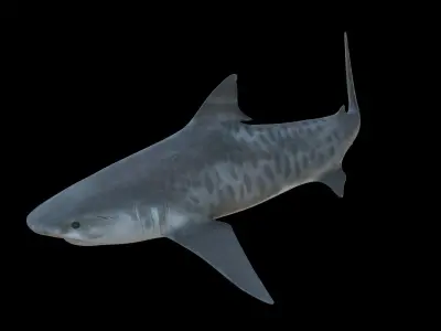 Tiger Shark Low-poly 3D model