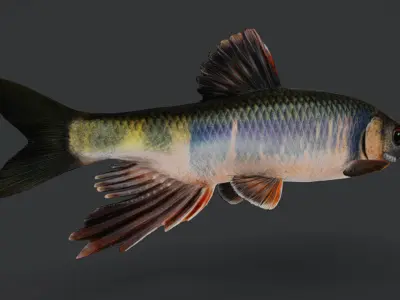 Dark Chub Fish - Zacco Platypus Animated 3D model