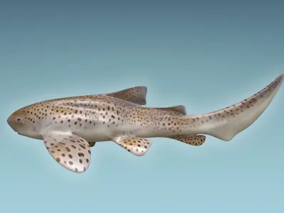 Zebra Shark 3D model