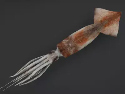 Realistic Flying Squid Animated 3D model