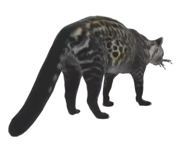 African Civet Low-poly 3D model