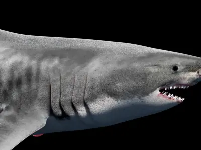 Animated Tiger Shark Low-poly 3D model
