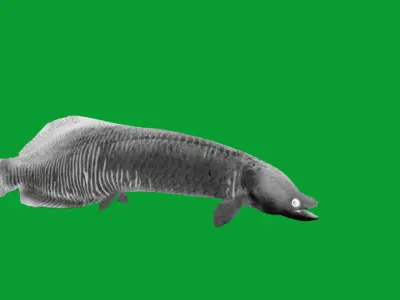Arapaima Pirarucu Fish Low-poly 3D model