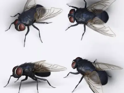 HouseFly fly 3D model