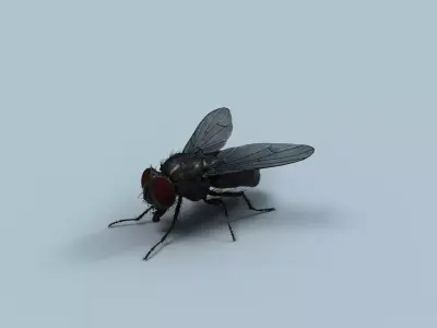 Cyclorrhapha fly rig 3D model