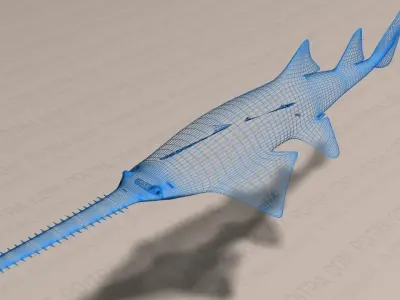 Smalltooth Sawfish - Pristis pectinata - Adult Male Fish -  3D model