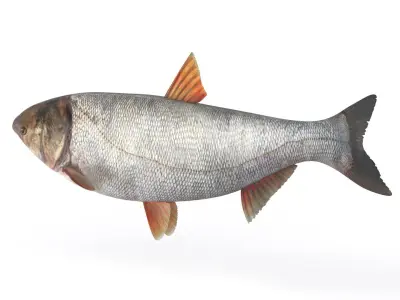 Silver Carp 3D model