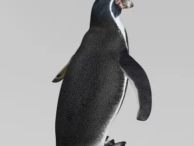 Humboldt Penguin 3D model