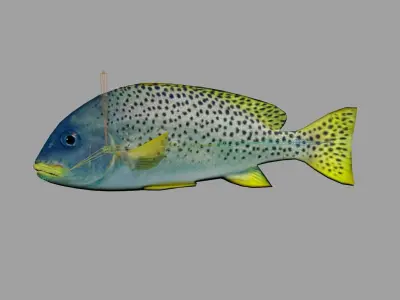 Blackspotted Sweetlips Realistic Animated Low-poly 3D model