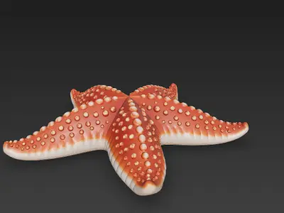 Starfish Realistic 3D Model Basic - Low Poly Realistic Low-poly 3D model