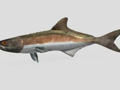 Cobia Realistic Animated Low-poly 3D model