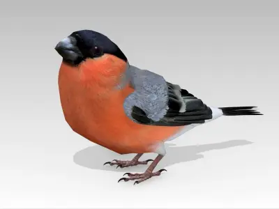Bullfinch bird Low-poly 3D model