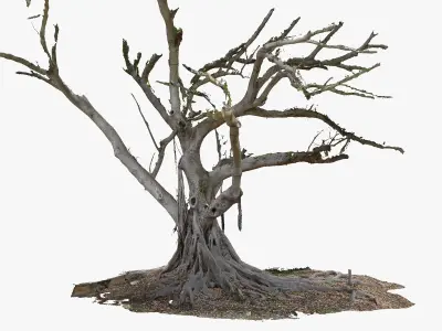 Giant Old Ficus Tree 5x24k textures RAW 3D scan 3D model