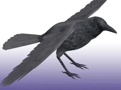 Crow Rig Low-poly 3D model