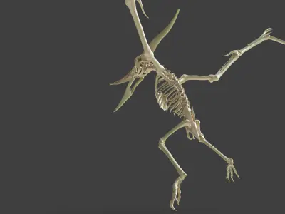 Realistic Pteranodon Skeleton 3D model