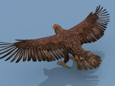 Pro Eagle - 8k - 3d animated 3D model