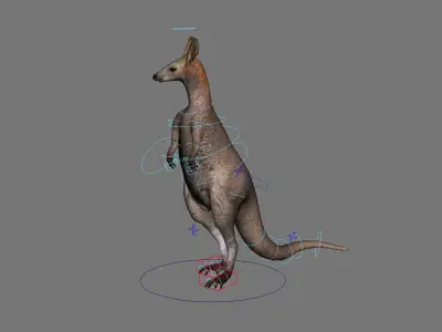 kangaroo australia wallabie red hop outback marsupial  3D model