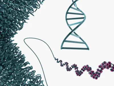 Chromosome Chromatin 3D model