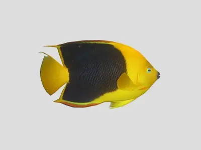  Angelfish rock Low-poly 3D model
