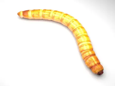 Mealworm 3D model