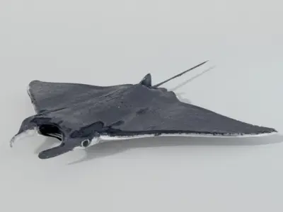 Manta Ray Low-poly 3D model