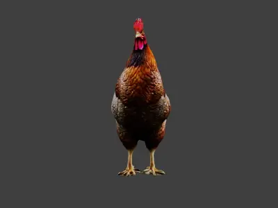 Chicken Animal Low-poly 3D model