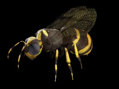 Honeybee Low poly and fully rigged Low-poly 3D model