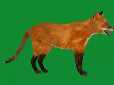 Red Fox Karaganda Free 3D model