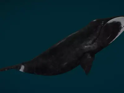 Bowhead Whale Animated Low-poly 3D model