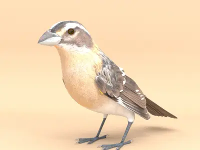 3D Bird Pack Black Headed Grosbeak Male and Female Low-poly 3D model