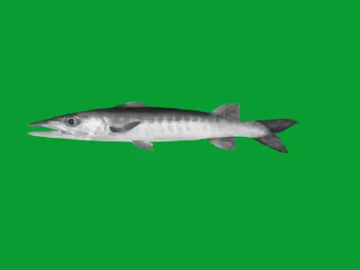 Barracuda Fish Low-poly 3D model